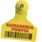 Gochu astur celta a la estaca de ganadería propia