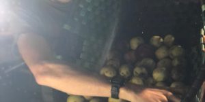 Elaboración de sidra
