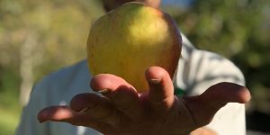 sidra artesanal , conoce el proceso de elaboracion