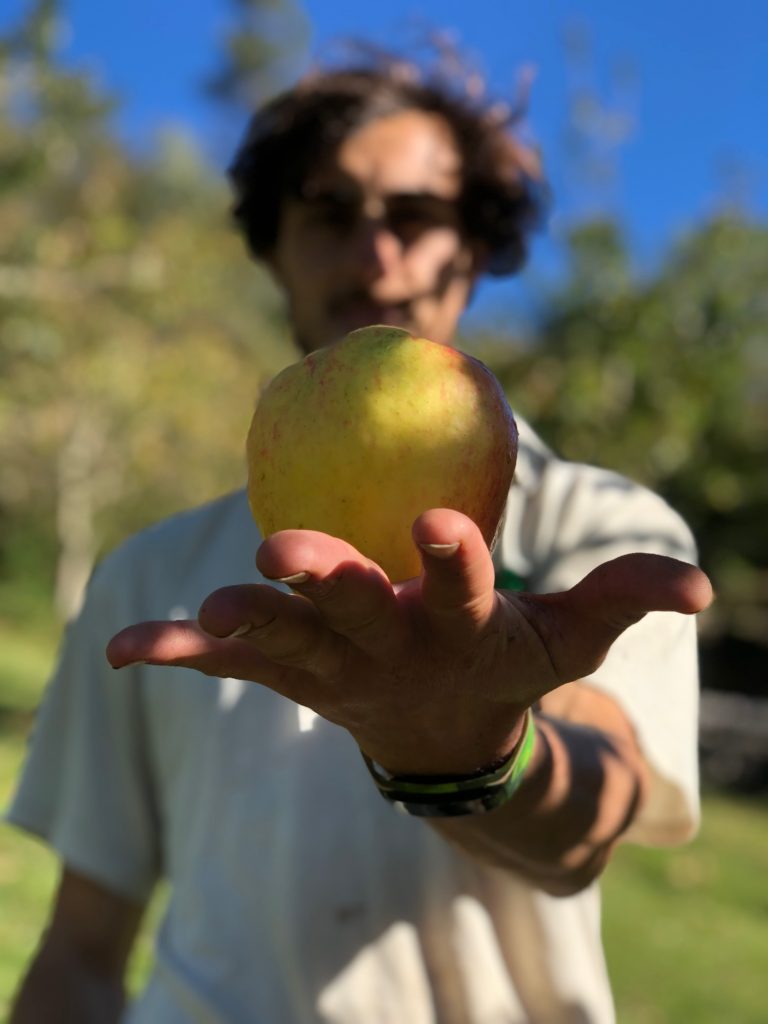 sidra artesanal , conoce el proceso de elaboracion