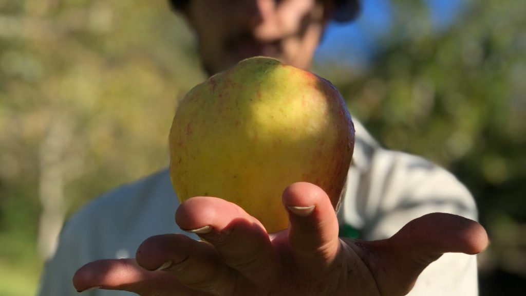 sidra artesanal , conoce el proceso de Granjas escuela sostenible en Asturias