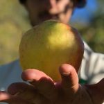sidra artesanal , conoce el proceso de Granjas escuela sostenible en Asturias