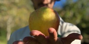 sidra artesanal , conoce el proceso de Granjas escuela sostenible en Asturias