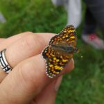 taller de etimología para niños , observación e identificación de mariposas