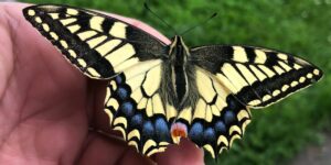 taller de observación de mariposas
