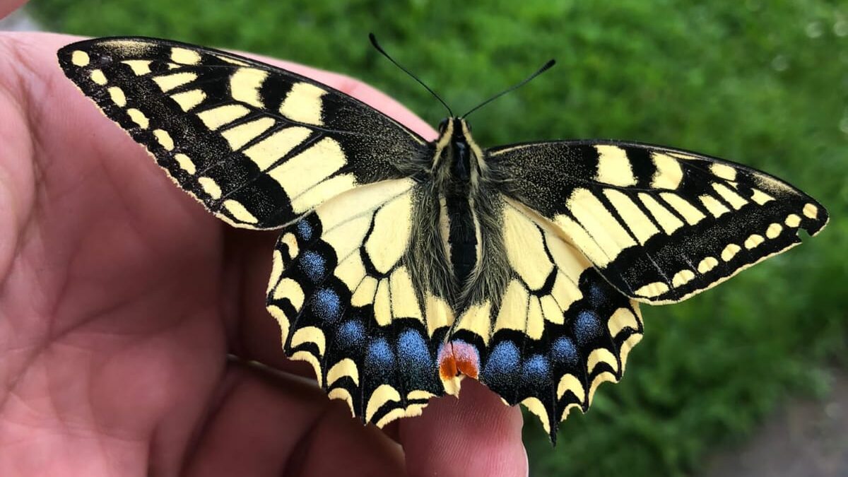 taller de observación de mariposas